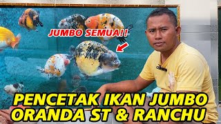 Pencetak Ikan Jumbo ‼ Breeder Ranchu dan Oranda Short Tail Tulungagung  JMR Farm [upl. by Mode67]