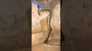 Dangerous Rock Python Rescue from 110 Old Temple 🛕 🙏😮wildlife rescue python temple [upl. by Ahsimed489]