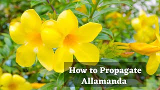 How to propagate Allamanda from cuttingGrow Golden trumpet from cuttingWith updates [upl. by Ireva]