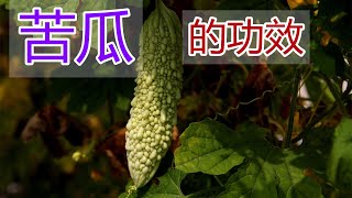 苦瓜的功效和作用，苦瓜食疗方法苦瓜食用禁忌 [upl. by Acinoj568]